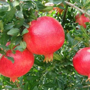 نهال انار رویال