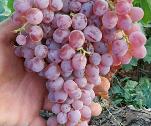 نهال انگور پرنس