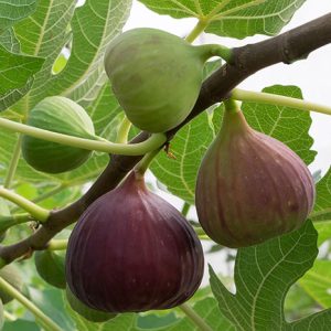 نهال انجیر دیم