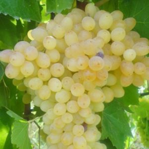 نهال انگور سفید بی دانه