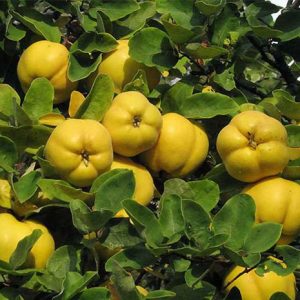 نهال به آمریکایی