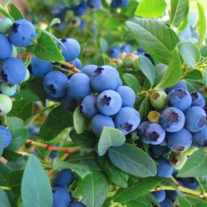 نهال چندلر کشت بافت