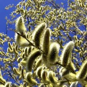 نهال بیدمشک