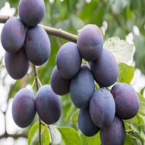 نهال آلو لری آن