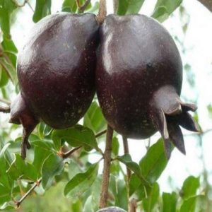 نهال انار سیاه سمرقندی