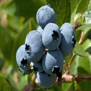 گوجی بری کشت بافت