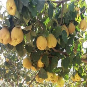 نهال به اونشاب(ایتالیایی)