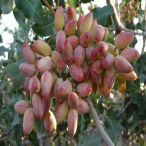 نهال پسته یو سی بی وان