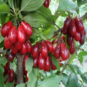 نهال زغال اخته فومینا