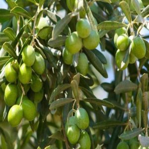 نهال زیتون ماری