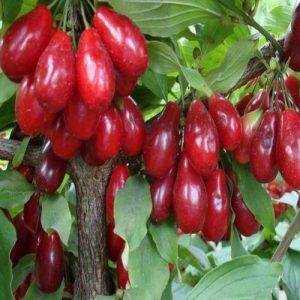 نهال سنجد قزل