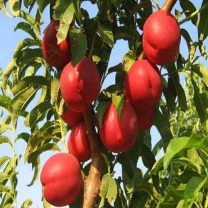 نهال شلیل فانتازیا