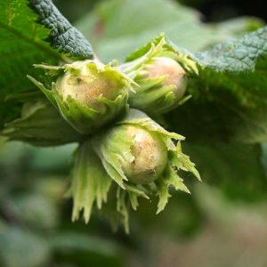 نهال فندق نخجوان