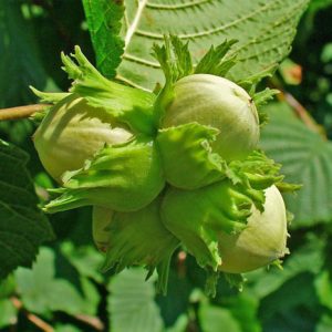 نهال فندق بارسلونیا