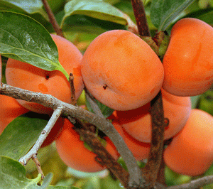 نهال خرمالو تاباتا