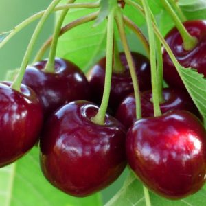 نهال گیلاس اس کی