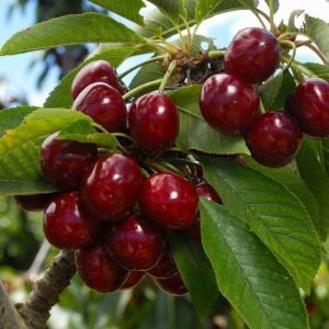 نهال گیلاس ایزابلا