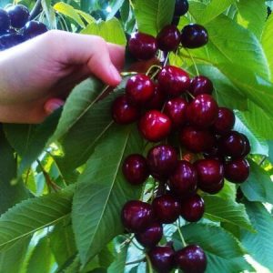 نهال گیلاس هارت