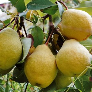 نهال گلابی ویلیام دوشیز