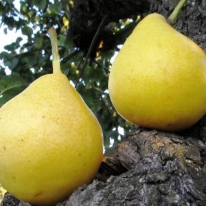 نهال گلابی شینگو