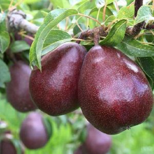 نهال گلابی اسپادانا