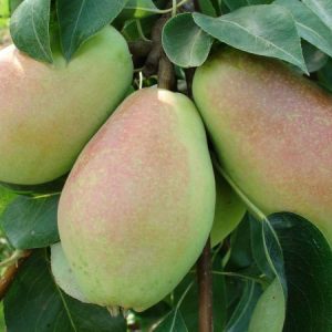 نهال گلابی سانتاماریا