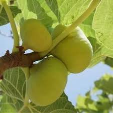 نهال انجیر عسلی