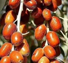 نهال سنجد محلی