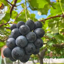 نهال انکور موسکات