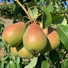 نهال گلابی فورل