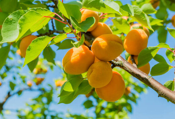 Apricot harvest in a fruit-growing orchard.