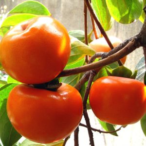 نهال خرمالو ایوریکا