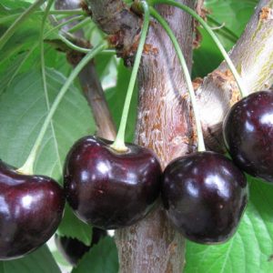 نهال گیلاس سیاه مشهد