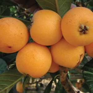 نهال ازگیل محلی