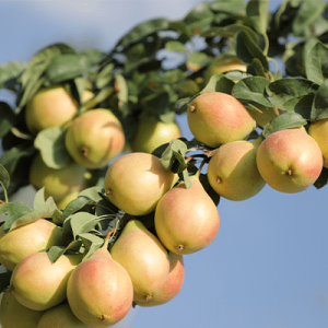 نهال گلابی درگزی