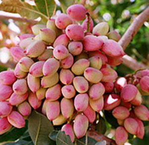 نهال پسته پیوندی هیبریدی