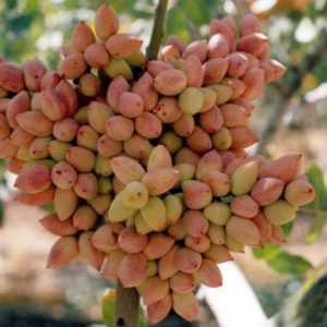 نهال پسته پیوندی ایرانی