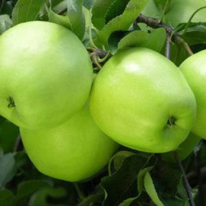 نهال سیب ماریا