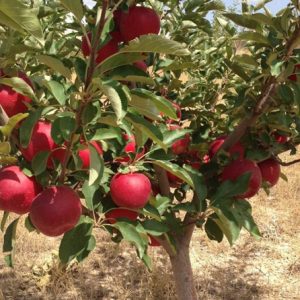 نهال سیب رویال گالا