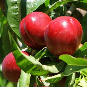 نهال شلیل کیوتا