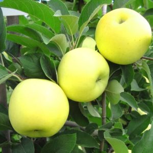 نهال سیب عروس