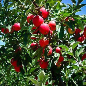 نهال سیب پینک لیدی