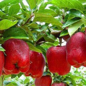 نهال سیب رد چف