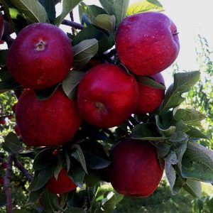 نهال سیب مریکال