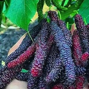 نهال توت موزی