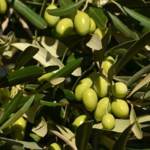 نهال زیتون الک ترکیه