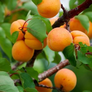 نهال زردآلو انبه ای