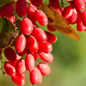 نهال زرشک بی دانه قائنات