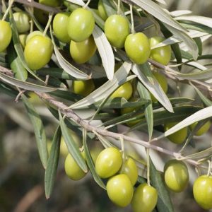 نهال زیتون فشیمی