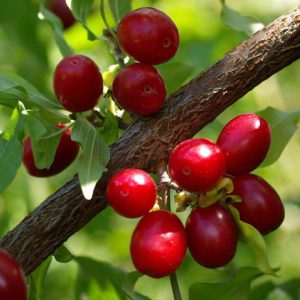 نهال زغال اخته فلوریدا